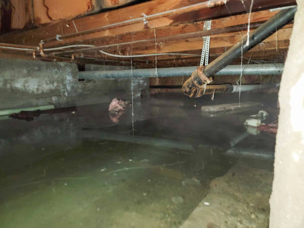 Best Mold removal after water damage  in Jefferson, NC